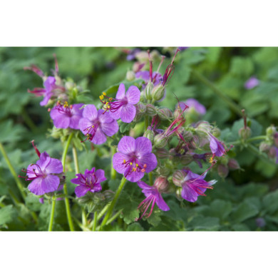 Geranium macrorrhizum 'Ingwersen's Variety'