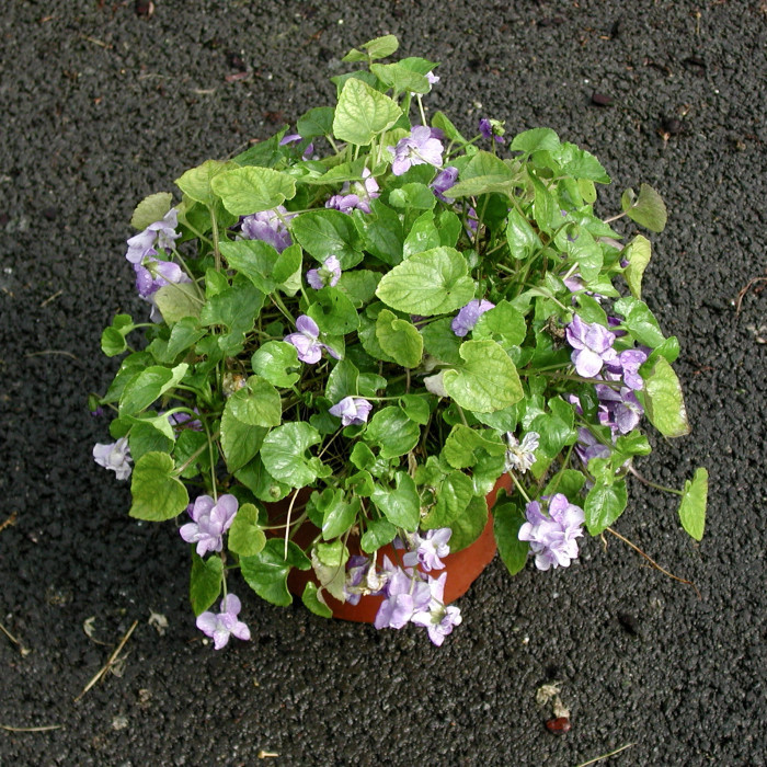 Viola labradorica