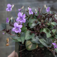 Viola labradorica