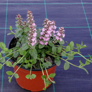 Ajuga reptans 'Purple Torch'