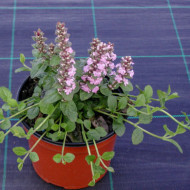 Ajuga reptans 'Purple Torch'