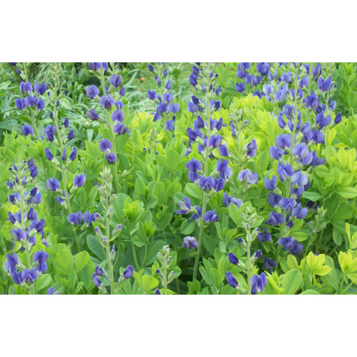 Baptisia australis