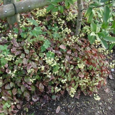 Epimedium x youngianum 'Niveum'