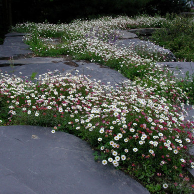 Erigeron karvinskianus