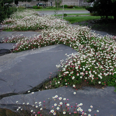 Erigeron karvinskianus