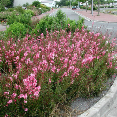 Gaura lindheimeri 'Siskiyou Pink'