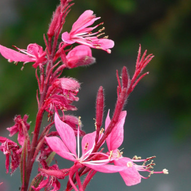 Gaura lindheimeri 'Siskiyou Pink'