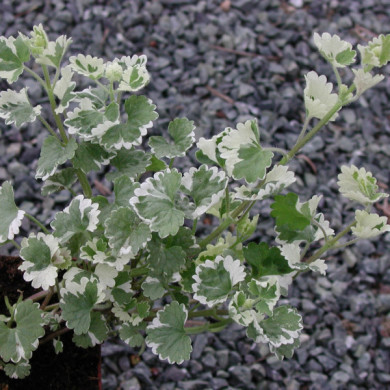Glechoma hederacea 'Variegata'