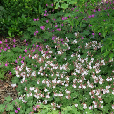 Geranium macrorrhizum 'Spessart'