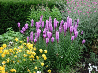 Liatris spicata 'Kobold'