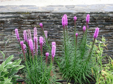 Liatris spicata 'Kobold'