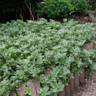 Pachysandra terminalis 'Variegata'