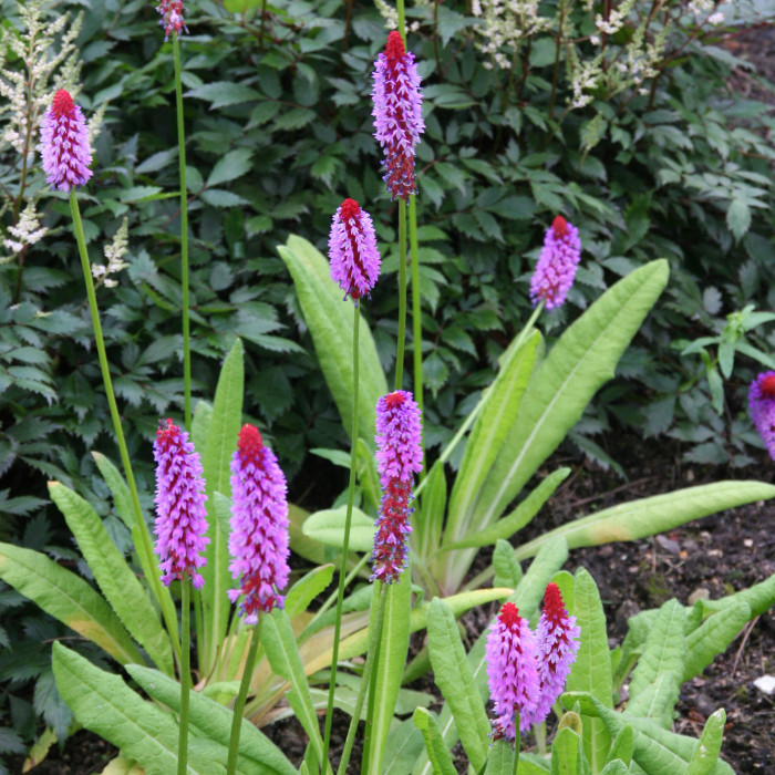 Primula vialii