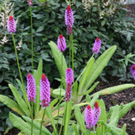 Primula vialii