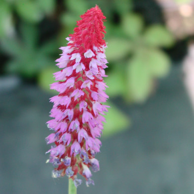 Primula vialii