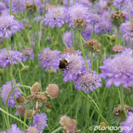 Scabiosa columbaria 'Butterfly Blue'