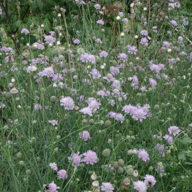 Scabiosa columbaria 'Butterfly Blue'