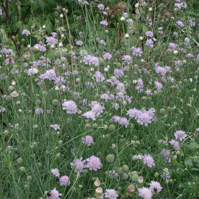Scabiosa columbaria 'Butterfly Blue'
