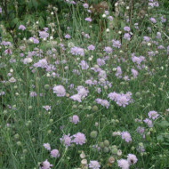 Scabiosa columbaria 'Butterfly Blue'