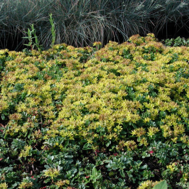 Sedum floriferum 'Weihenstephaner Gold'