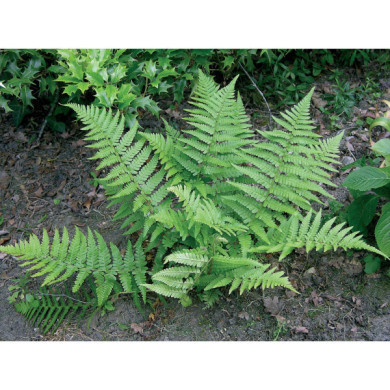 Athyrium filix-femina