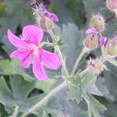 Geranium x magnificum