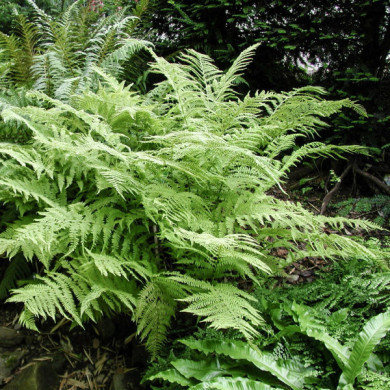 Athyrium filix-femina