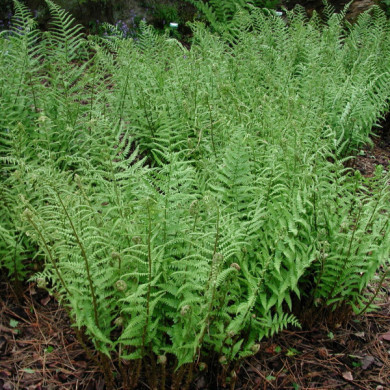 Dryopteris filix mas