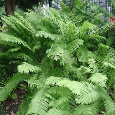 Matteuccia struthiopteris