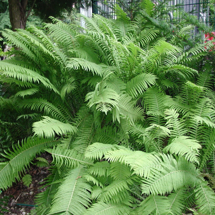 Matteuccia struthiopteris