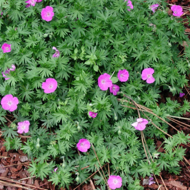 Geranium sanguineum