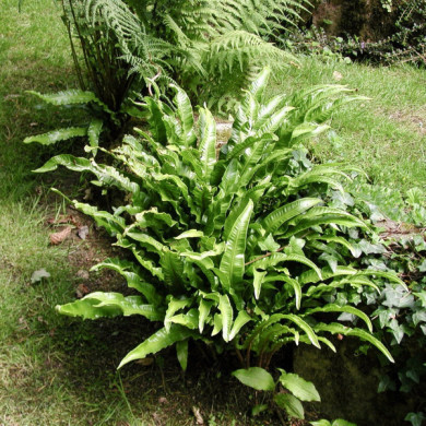 Asplenium scolodendrium