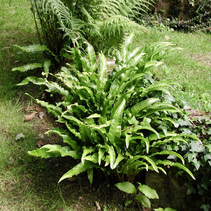 Asplenium scolodendrium