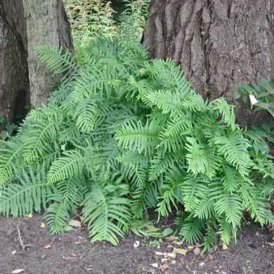 Polypodium vulgare