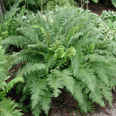 Polystichum aculeatum