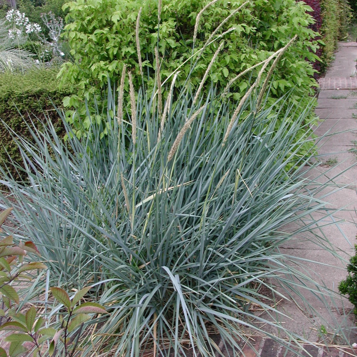 Leymus arenarius