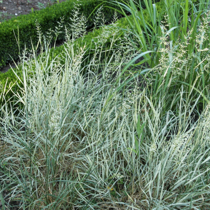Arrhenatherum elatius 'Variegatum'