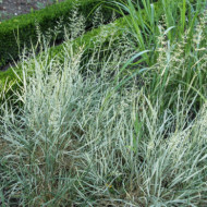 Arrhenatherum elatius 'Variegatum'
