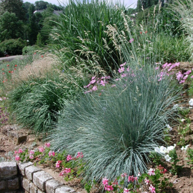 Helictotrichon sempervirens