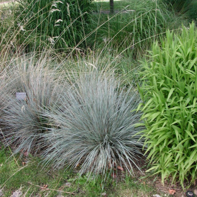 Helictotrichon sempervirens