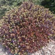 Pittosporum tenuifolium 'Tom Thumb'