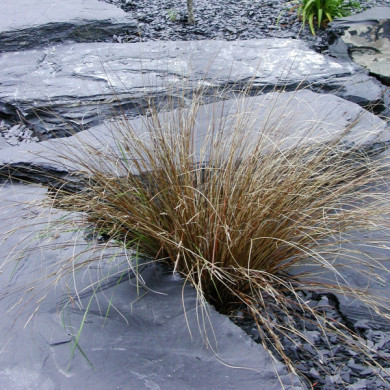 Carex buchananii
