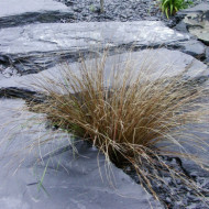 Carex buchananii