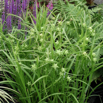 Carex grayi