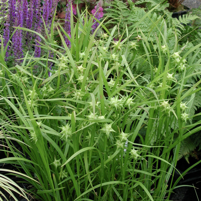 Carex grayi