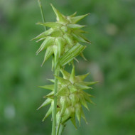 Carex grayi