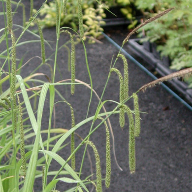 Carex pendula