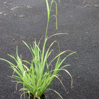 Carex pendula