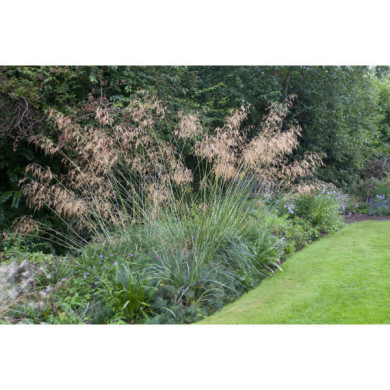 Deschampsia cespitosa