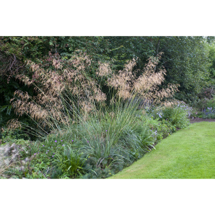 Deschampsia cespitosa
